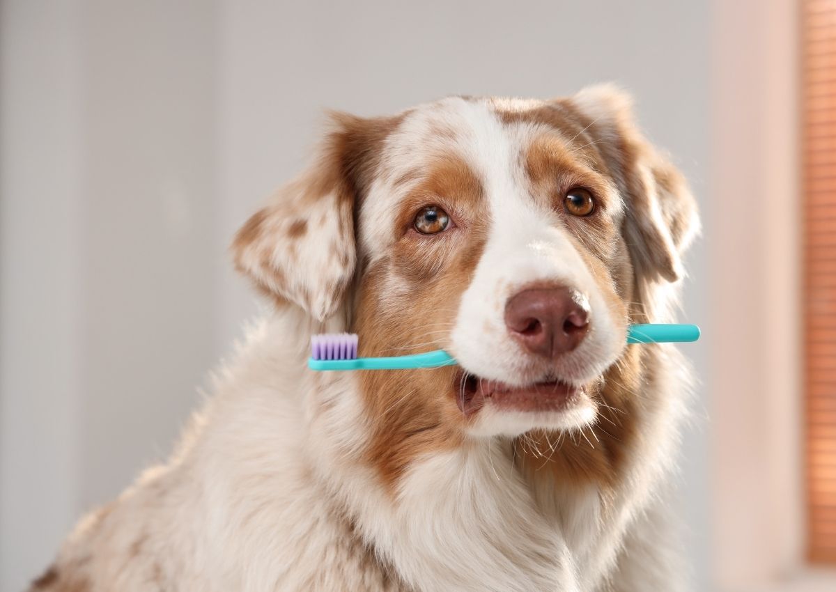 Australian Shepherd holds toothbrush Cat having teeth brushed
