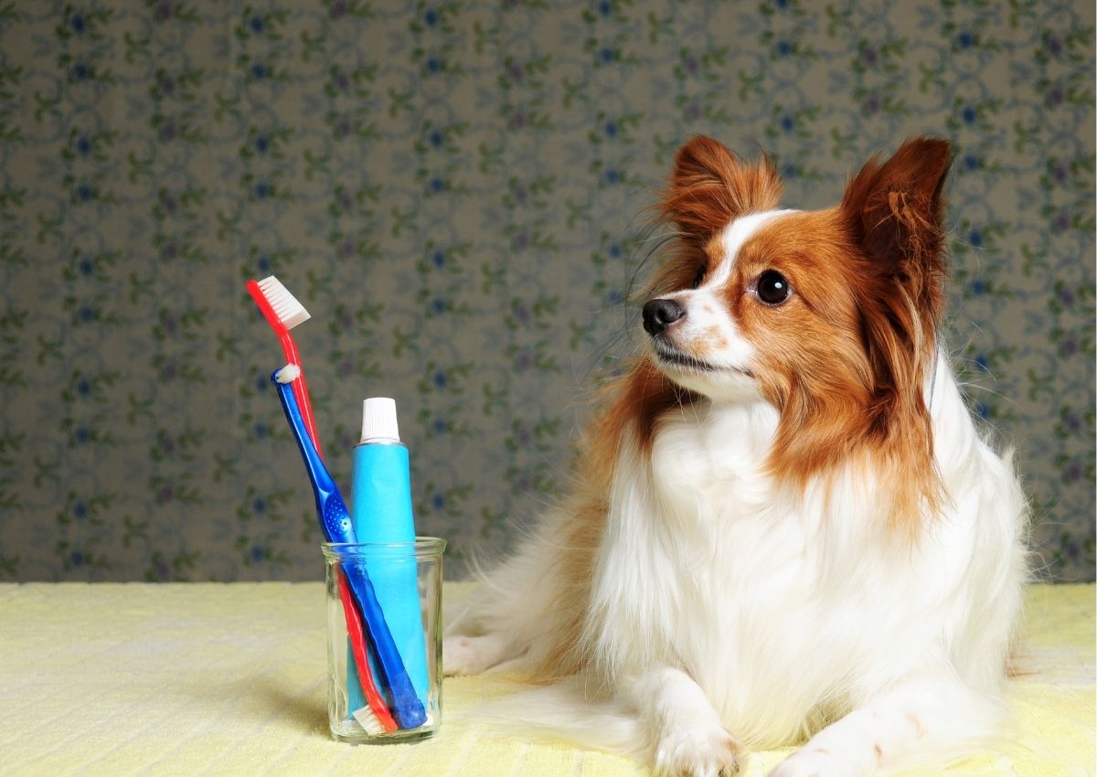 Dog near toothbrushes and toothpaste Dog gets teeth brushed.
