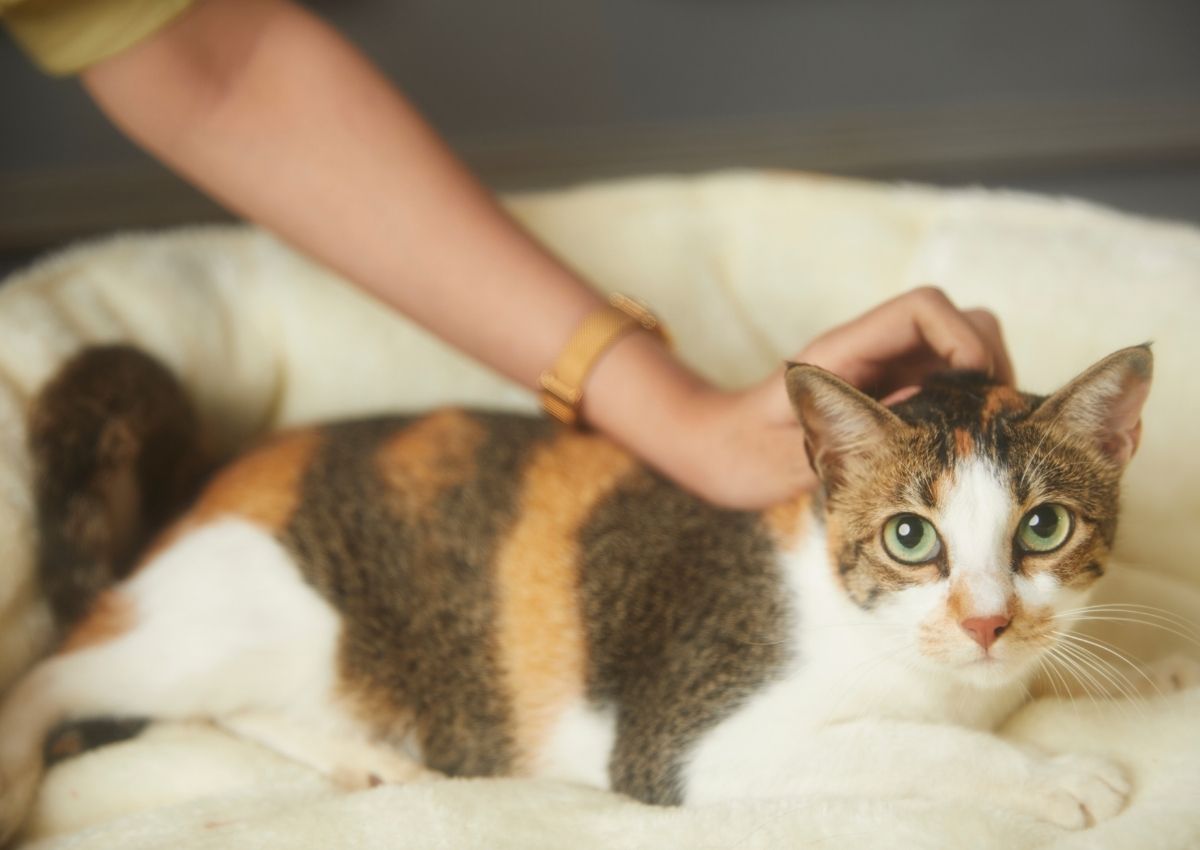 Girl petting a cat Girl petting a cat
