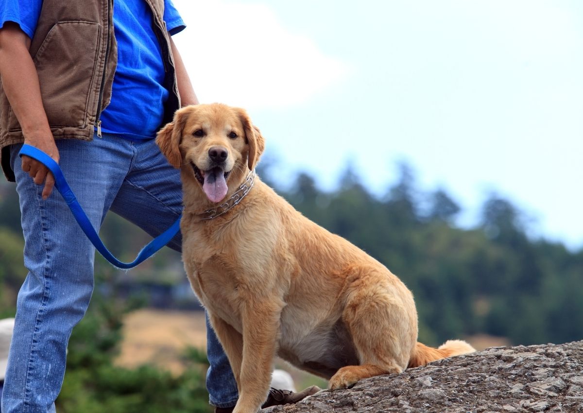 Golden retriever with handler outdoors (1) Golden retriever with handler outdoors