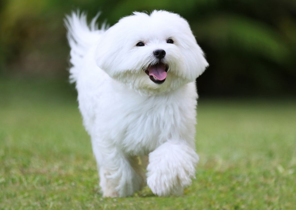 Video Overlay dog laying in grass