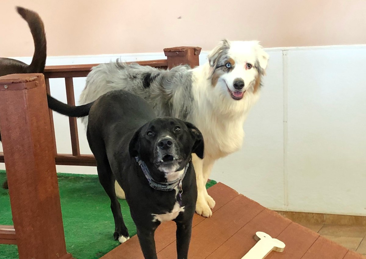 Happy dogs on play structure. Happy dogs on play structure.