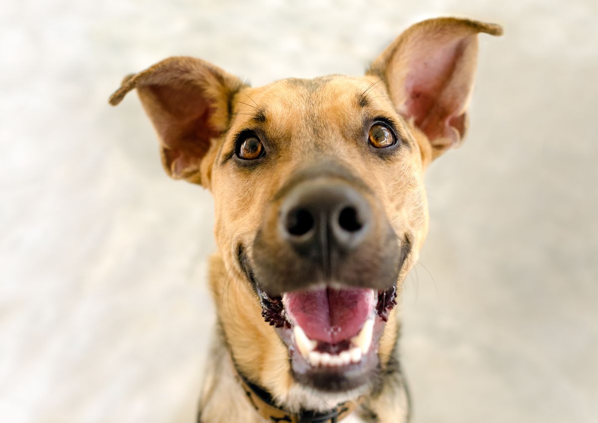 dental-care Happy brown dog with large ears smiling with clean teeth.