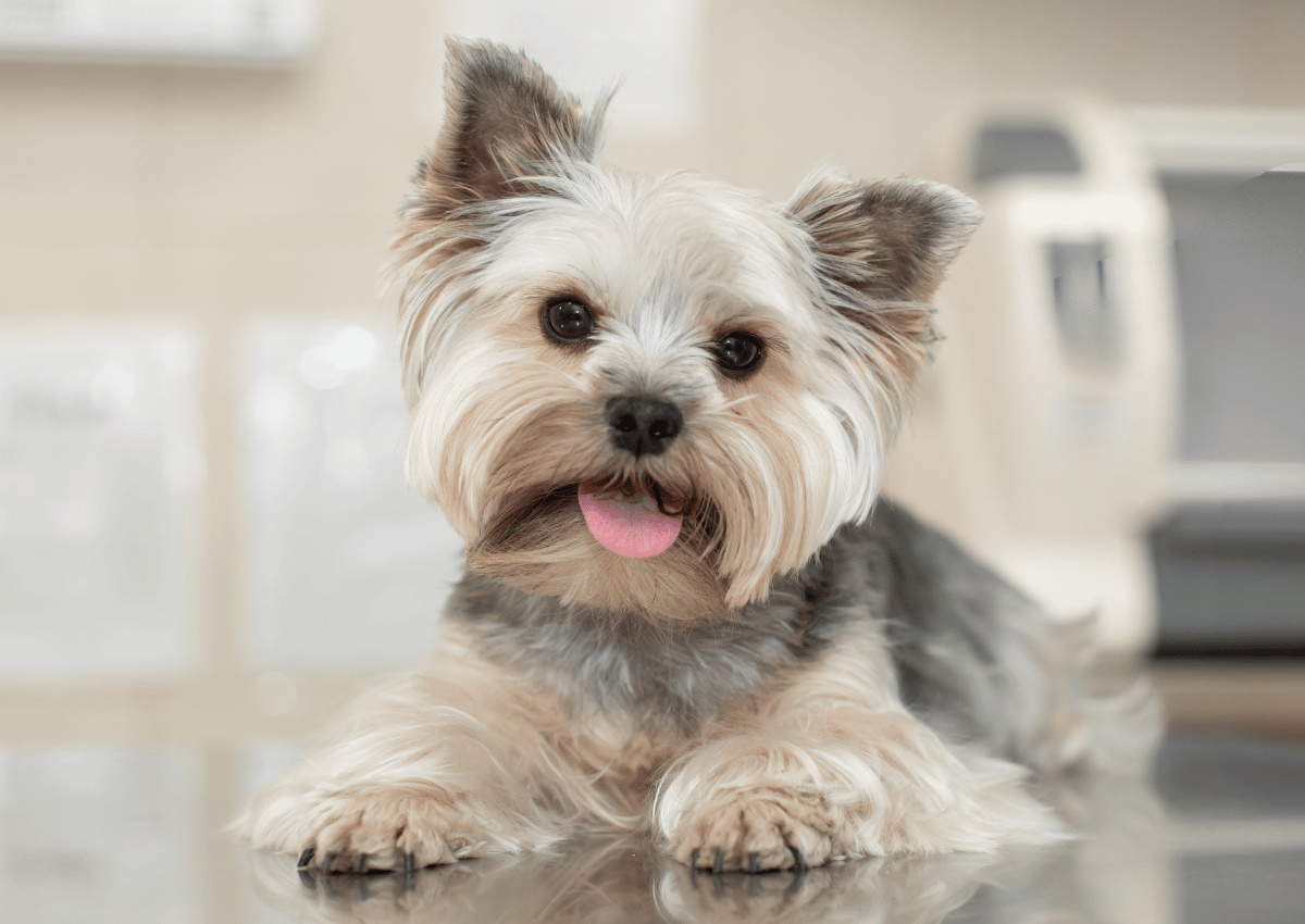 emergency care yorkie dog sitting on a veterinary exam table